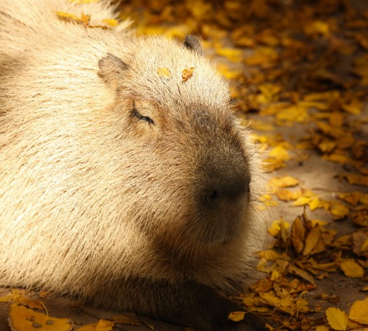 Capybara photo by Michael Noonan