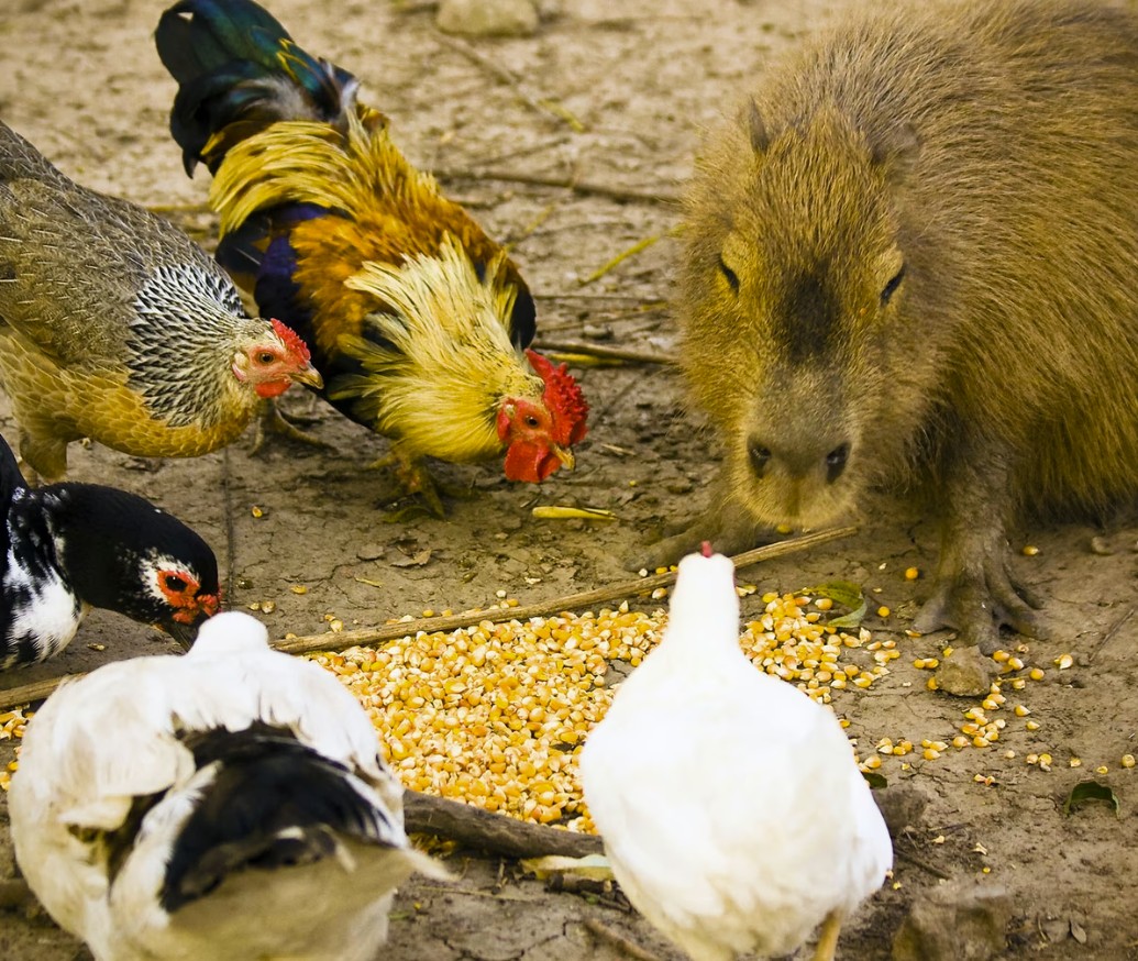 Capybara