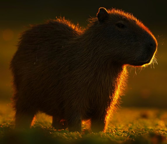 Capybara